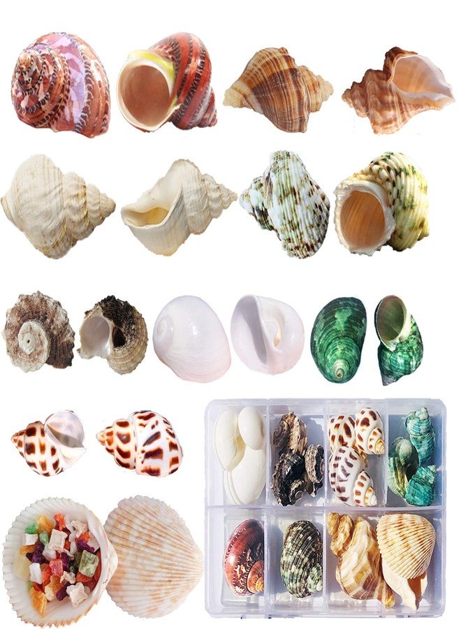 SINKOO Hermit Crab Shells 17PCS (9 Types) Medium Small Growth Turbo Seashells 0.6-1.6 Inch Various Openning Size Natural - Image 1